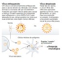 Vacina de vírus inativado - Figura adaptada de Callaway E. The race for coronavirus vaccines: a graphical guide. Nature 2020;580:576–7