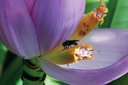 A primeira dica do Guia para identificar uma abelha sem ferrão, é que elas são pequenas e de coloração discreta