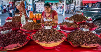 Os chapulines são um tipo de gafanhoto que é comumente servido como petisco em algumas partes do México