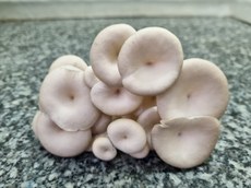 Vagem do cogumelo do gênero Pleurotus produzido pelos autores do estudo