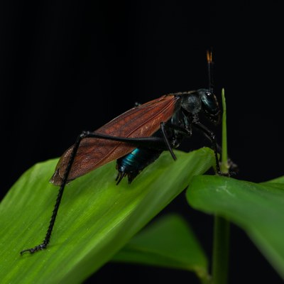 A Scaphira nigra, que mimetiza uma vespa, é uma das 89 espécies de esperanças que habitam o Parque Nacional do Iguaçu